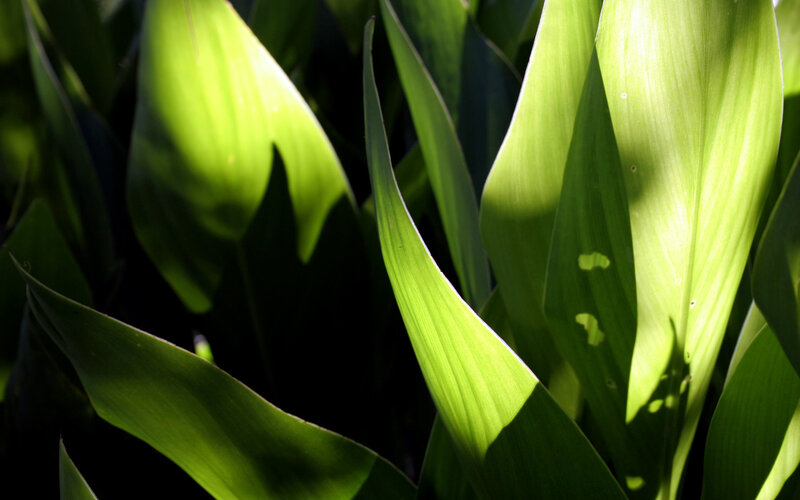 sunlit green leaves