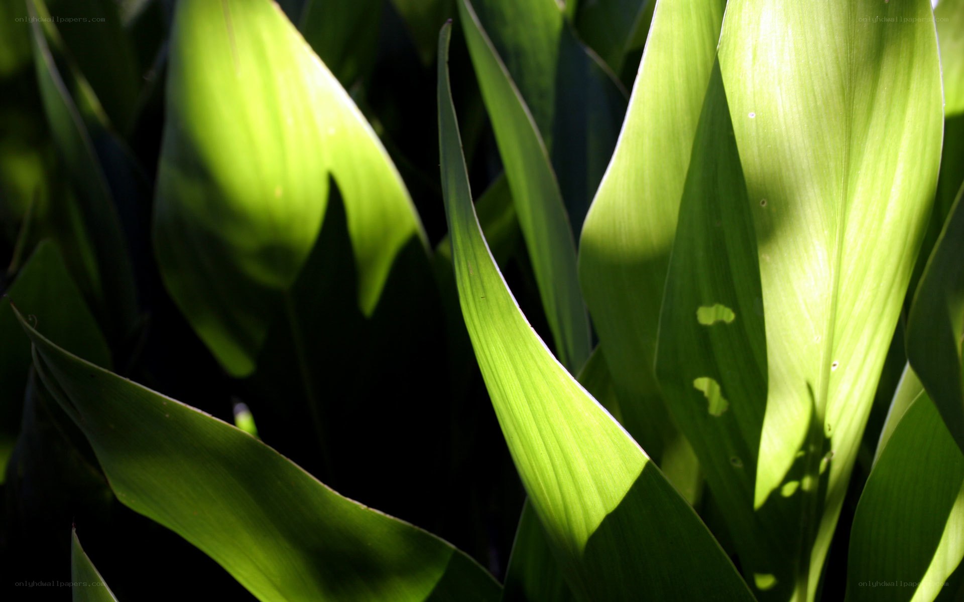 sunlit green leaves