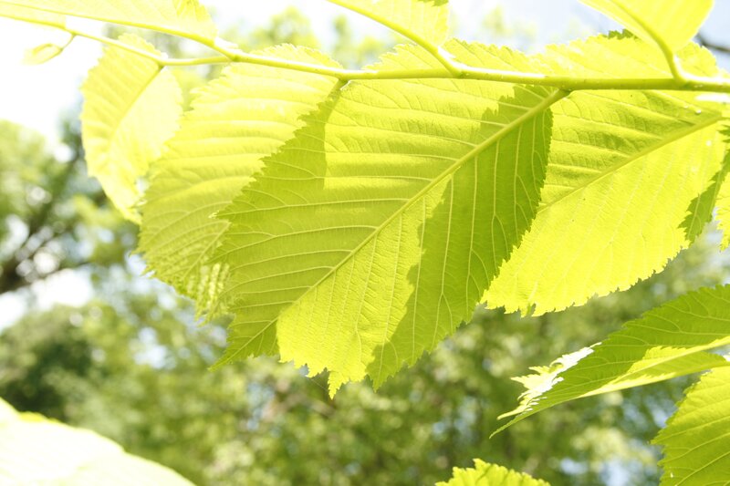 sunlit green leaves
