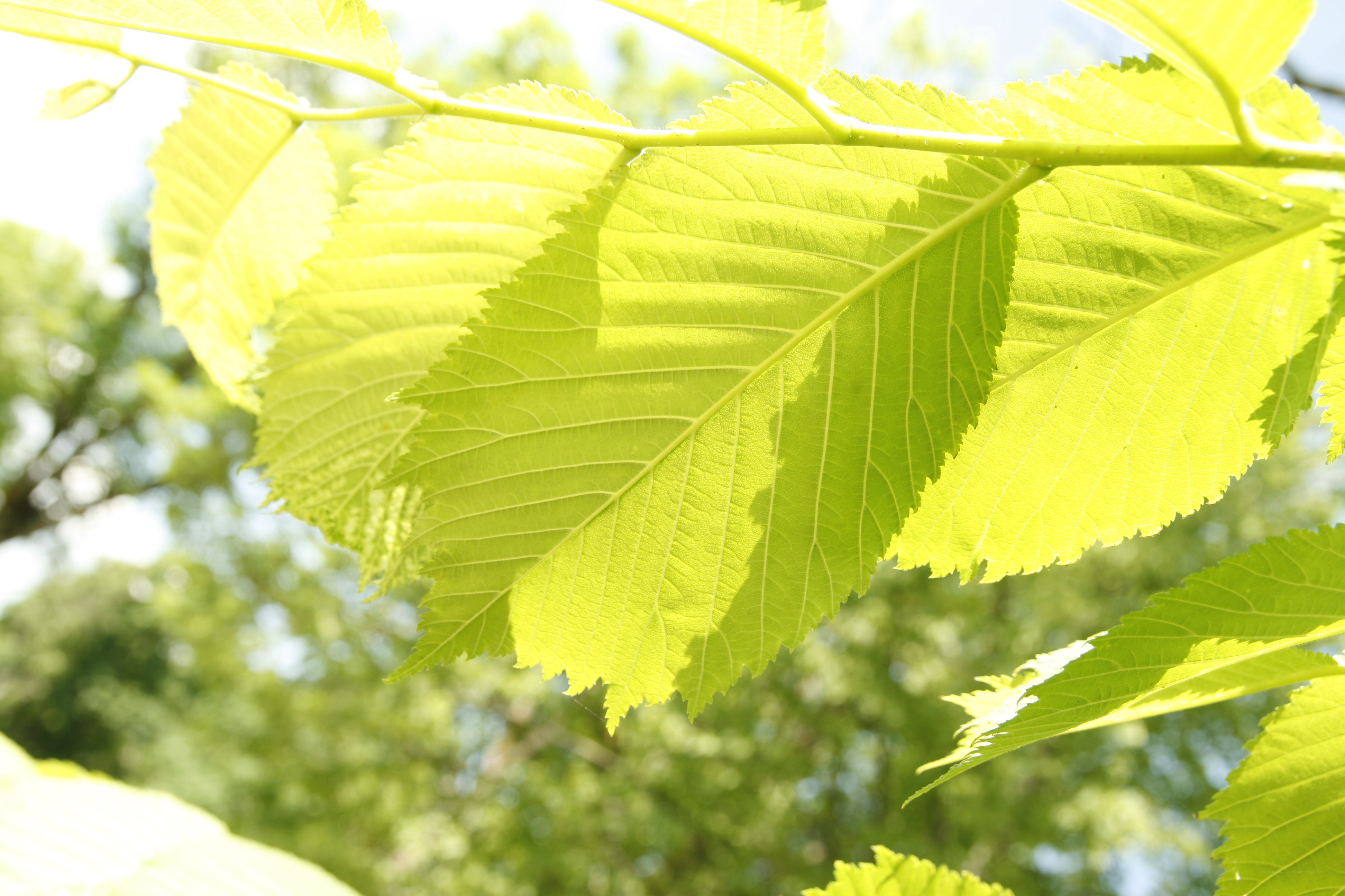 sunlit green leaves