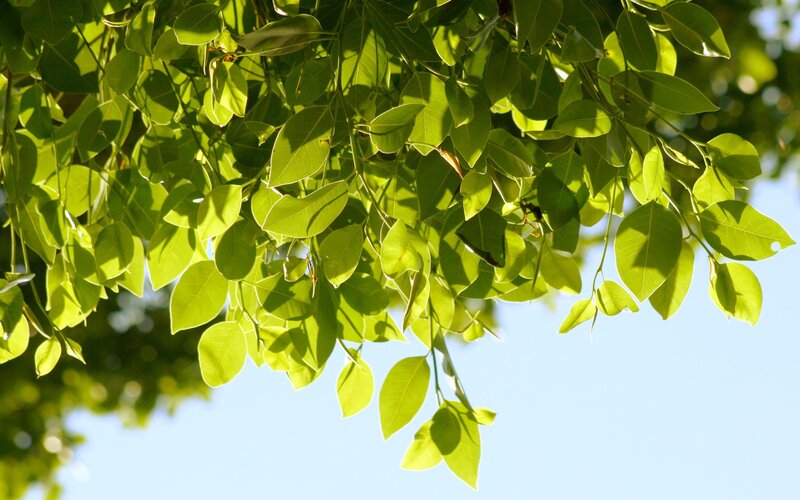 sunlit green leaves against blue sky