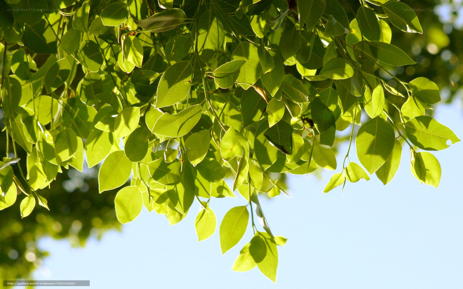 Sunlit green leaves against blue sky
