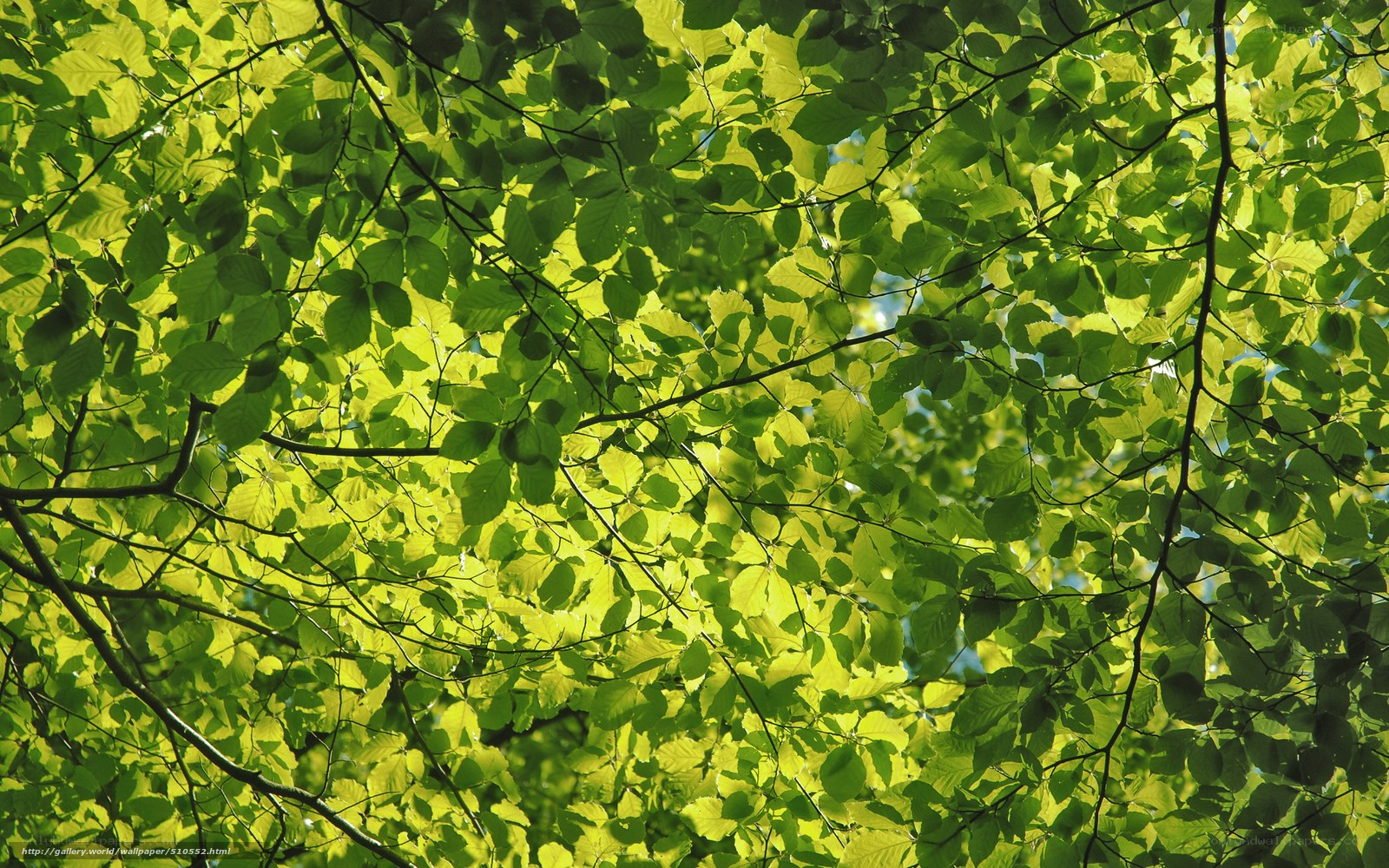 Sunlit green leaves from below