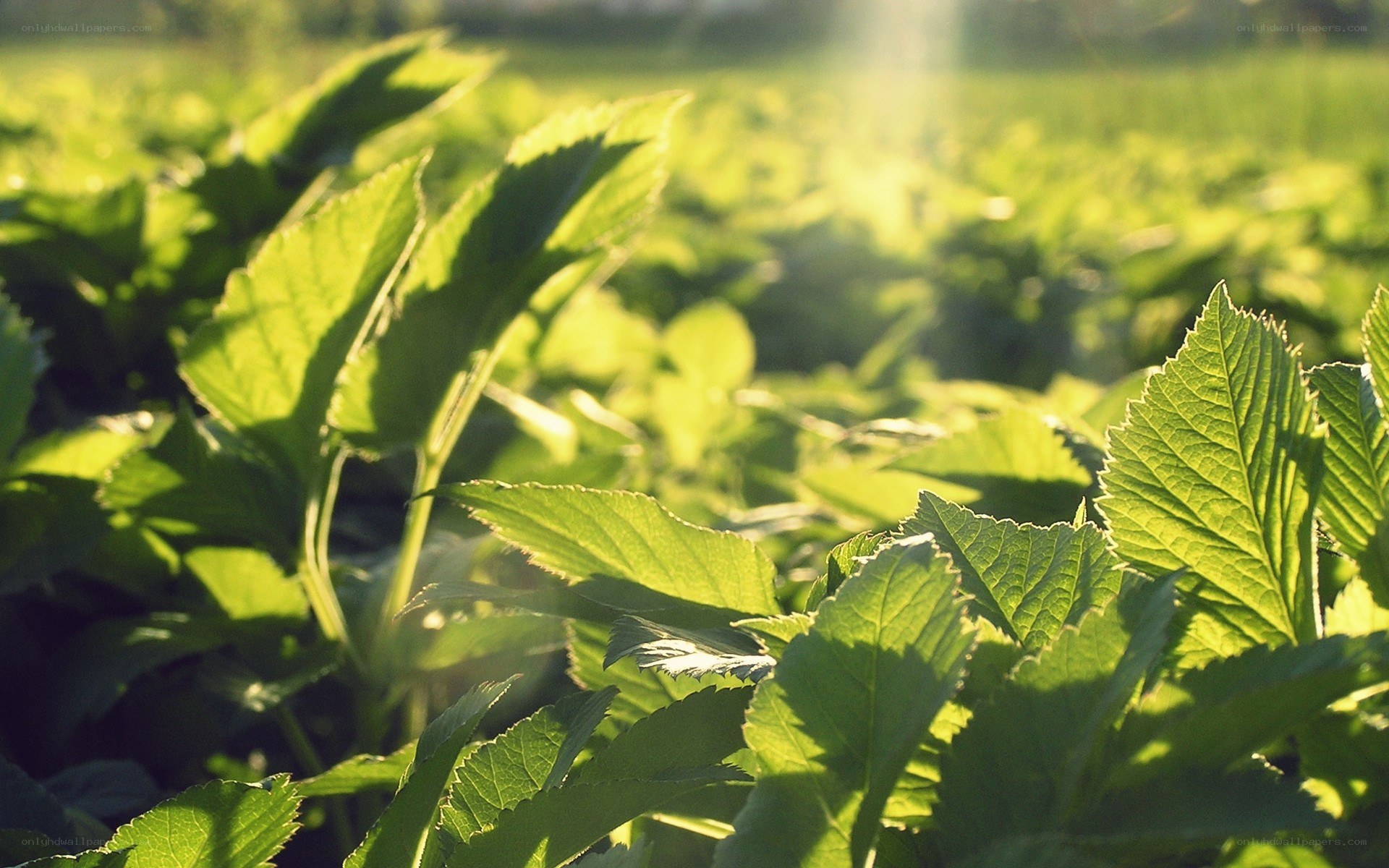 Sunlit green leaves in a field