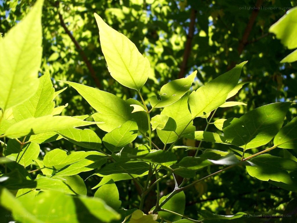 sunlit green leaves in a tree