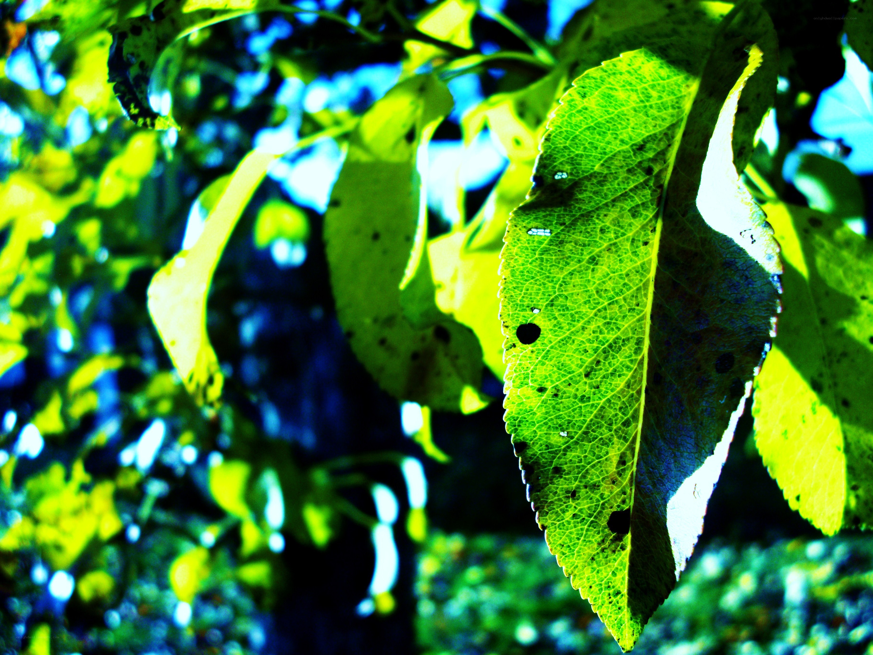 sunlit green leaves in focus