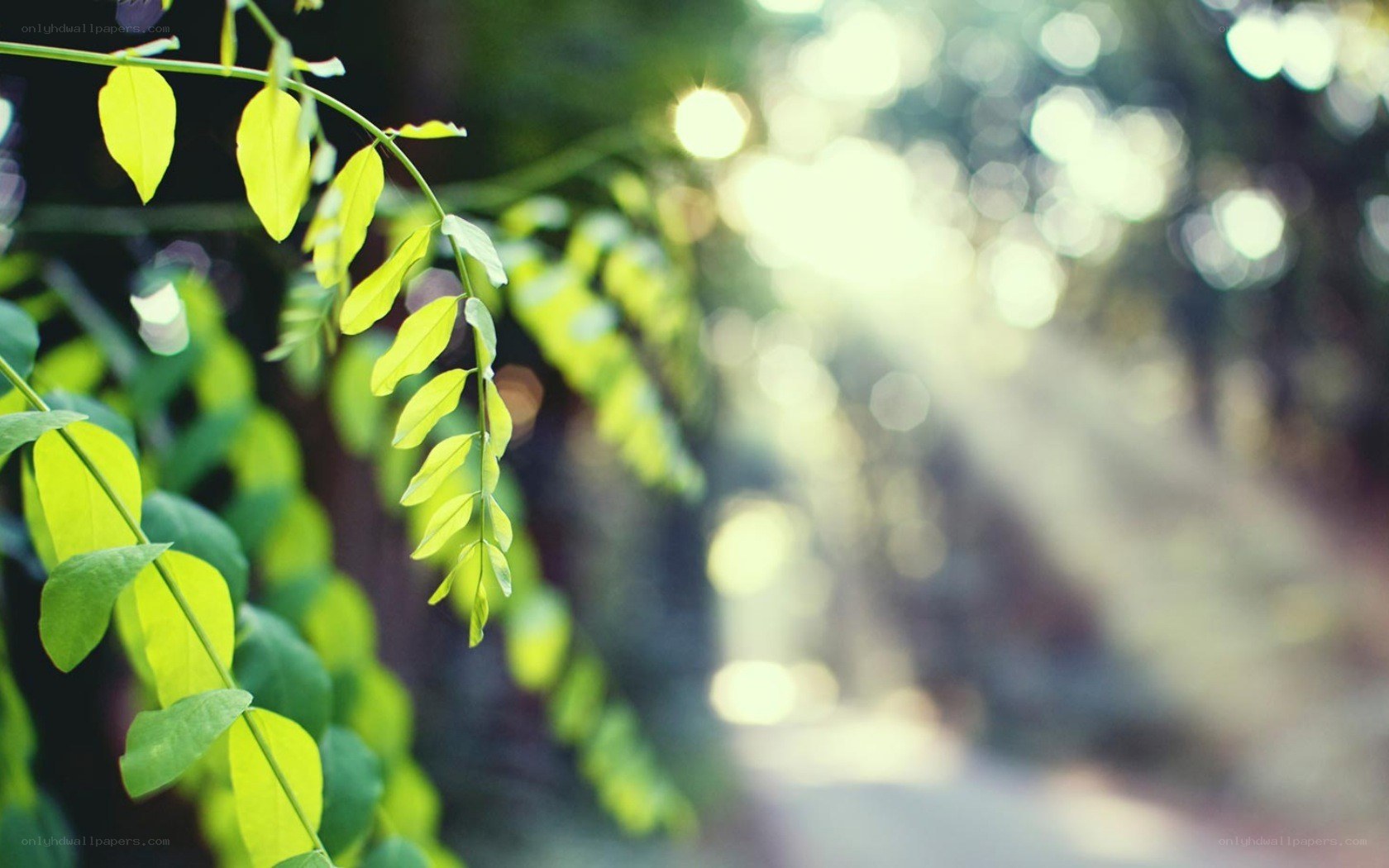sunlit green leaves in focus