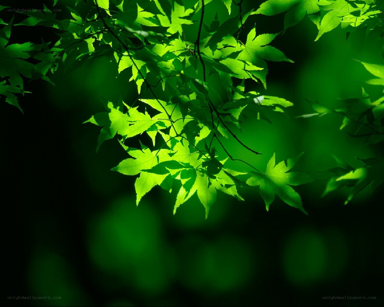 sunlit green leaves in forest