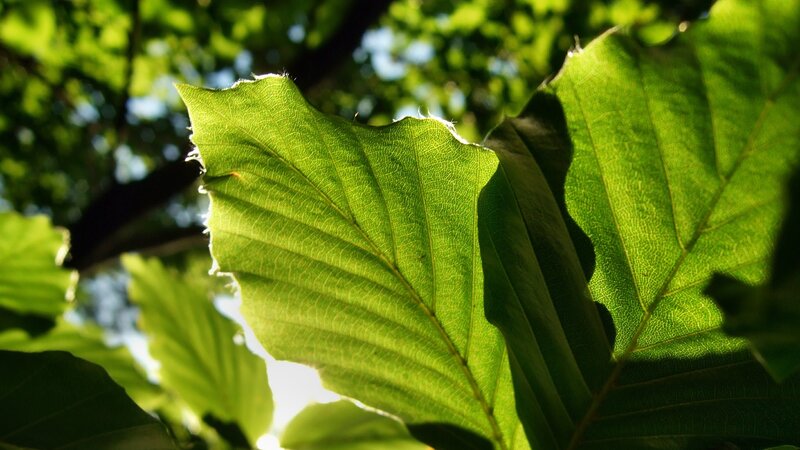 sunlit green leaves in forest