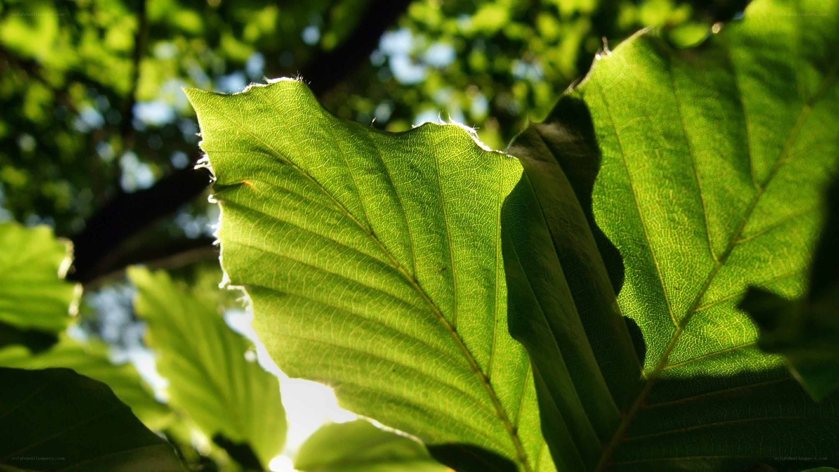 sunlit green leaves in forest