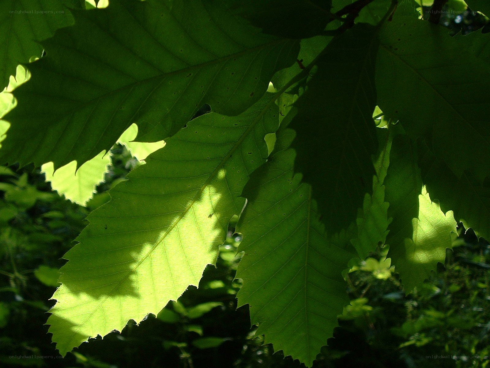 sunlit green leaves in forest