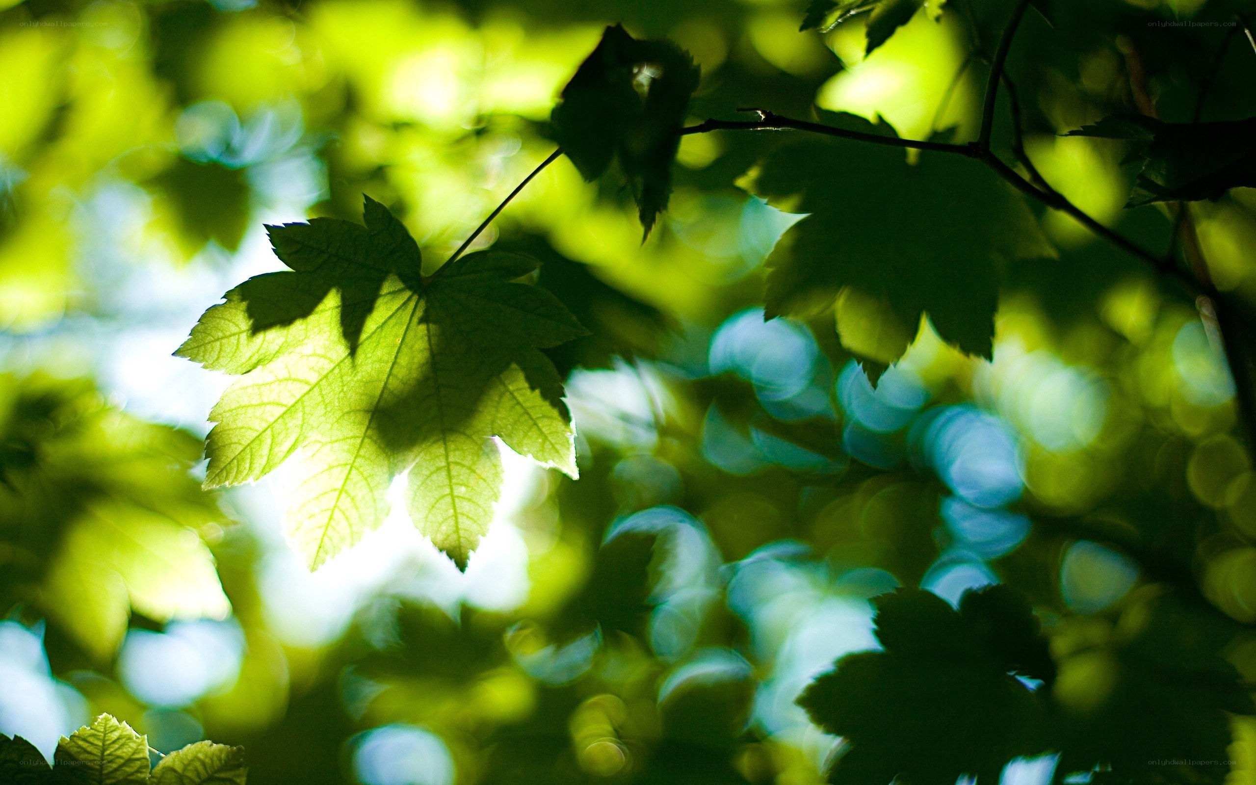 Sunlit green leaves in forest
