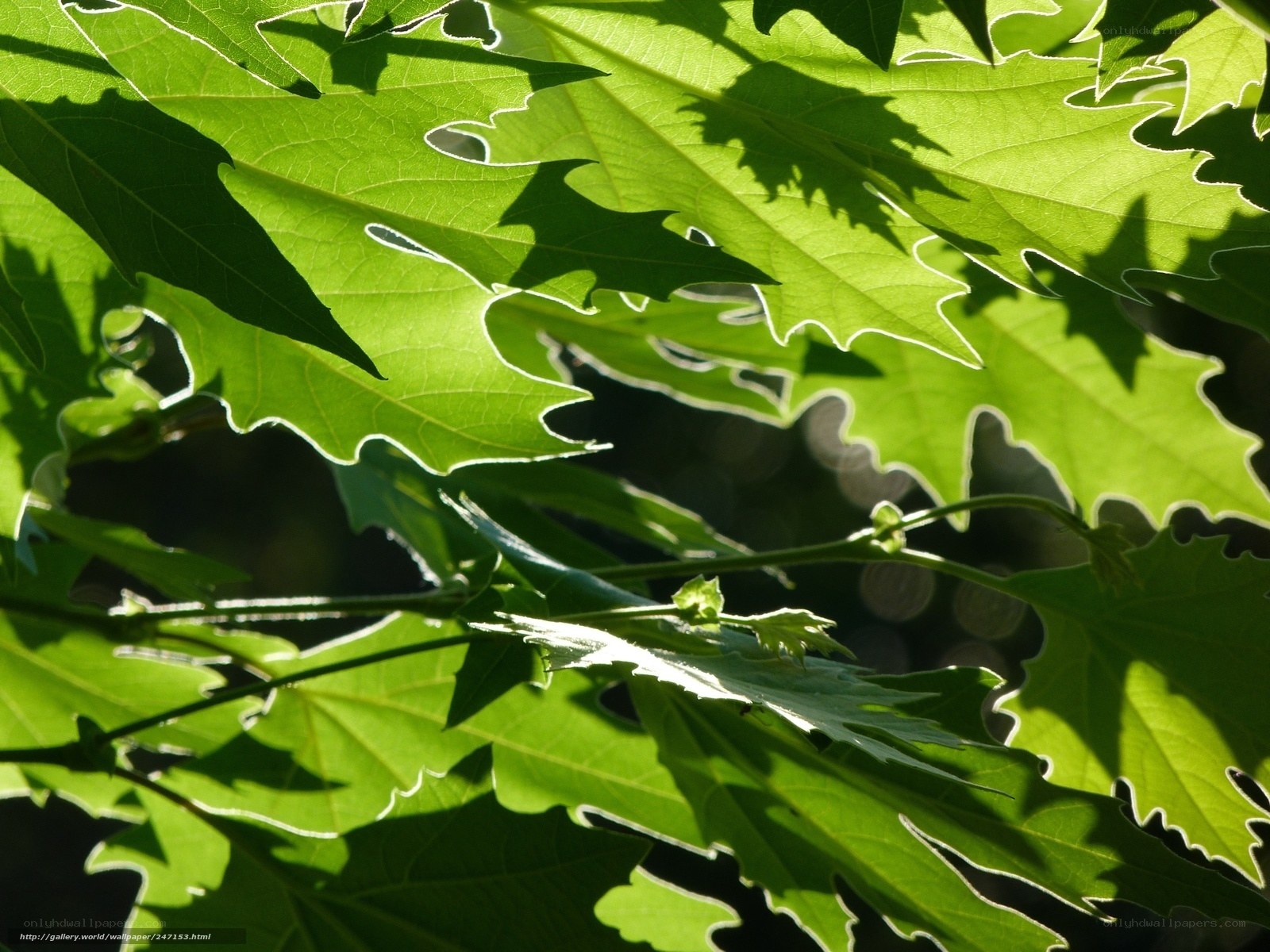 Sunlit green leaves in nature