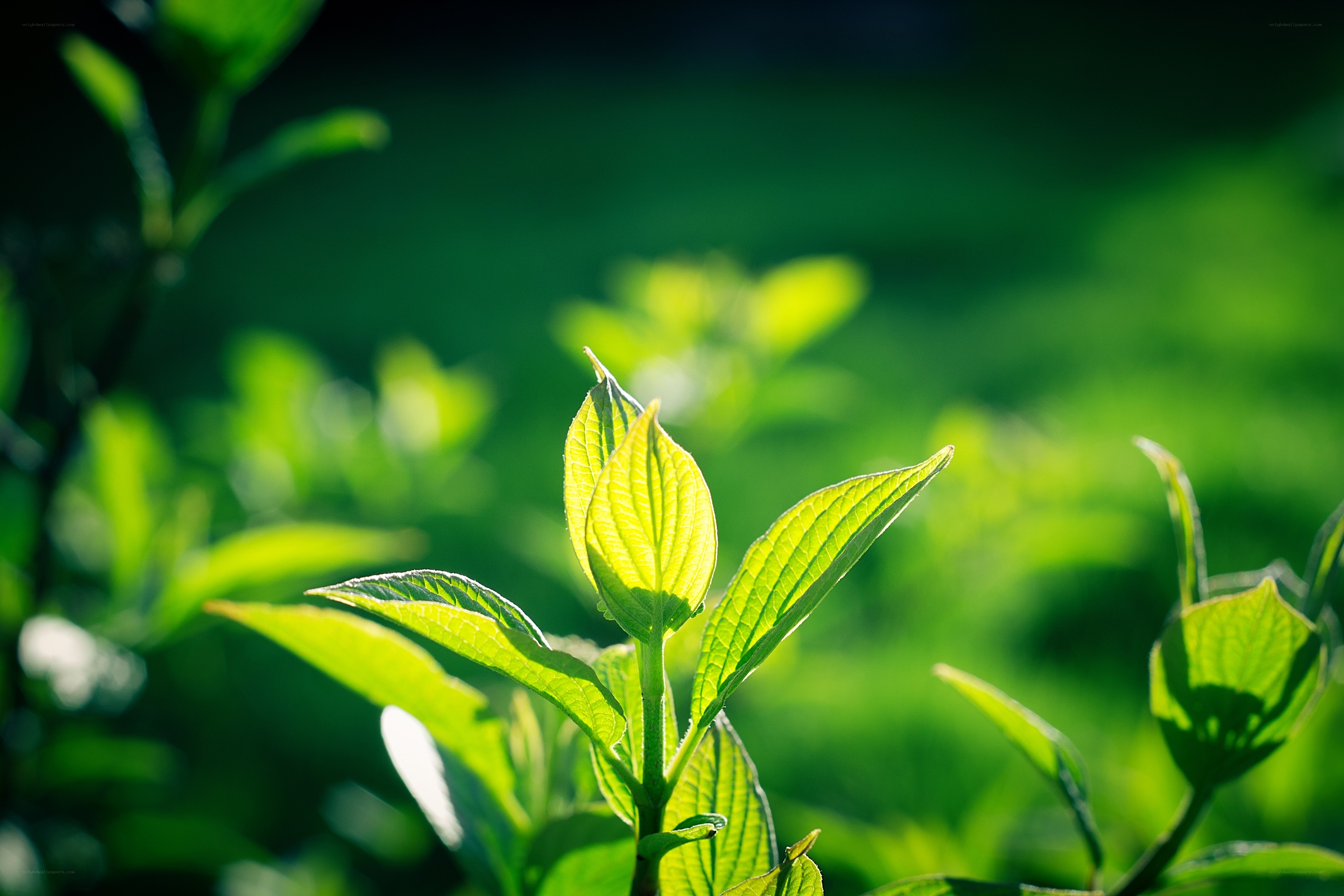 Sunlit green leaves in nature