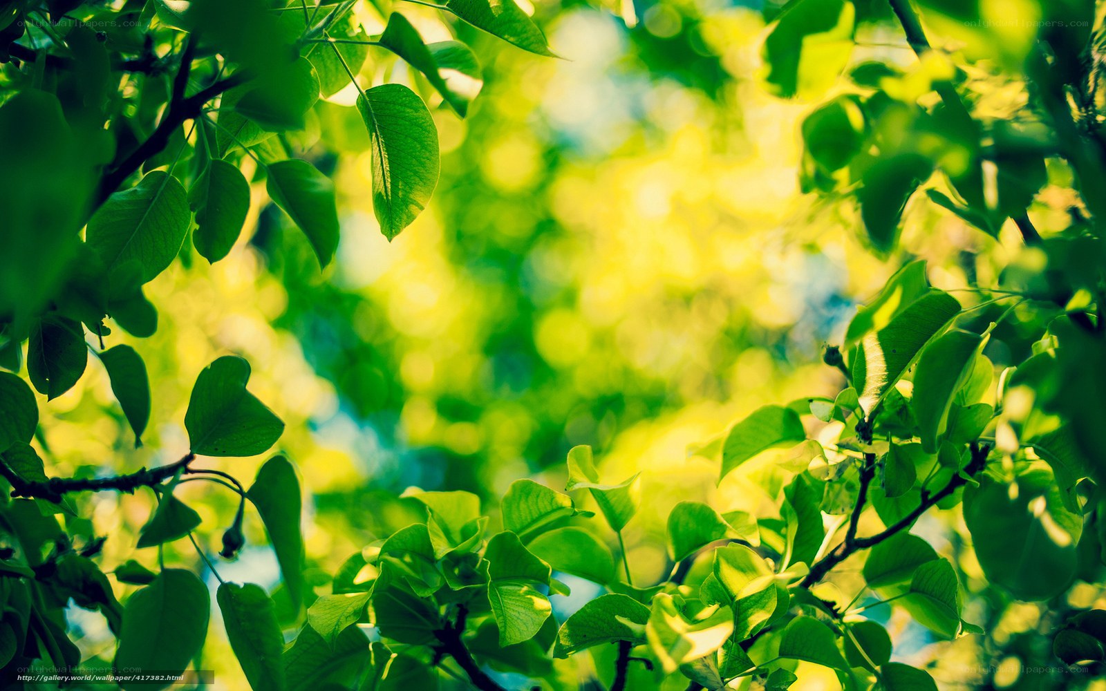 Sunlit green leaves in nature
