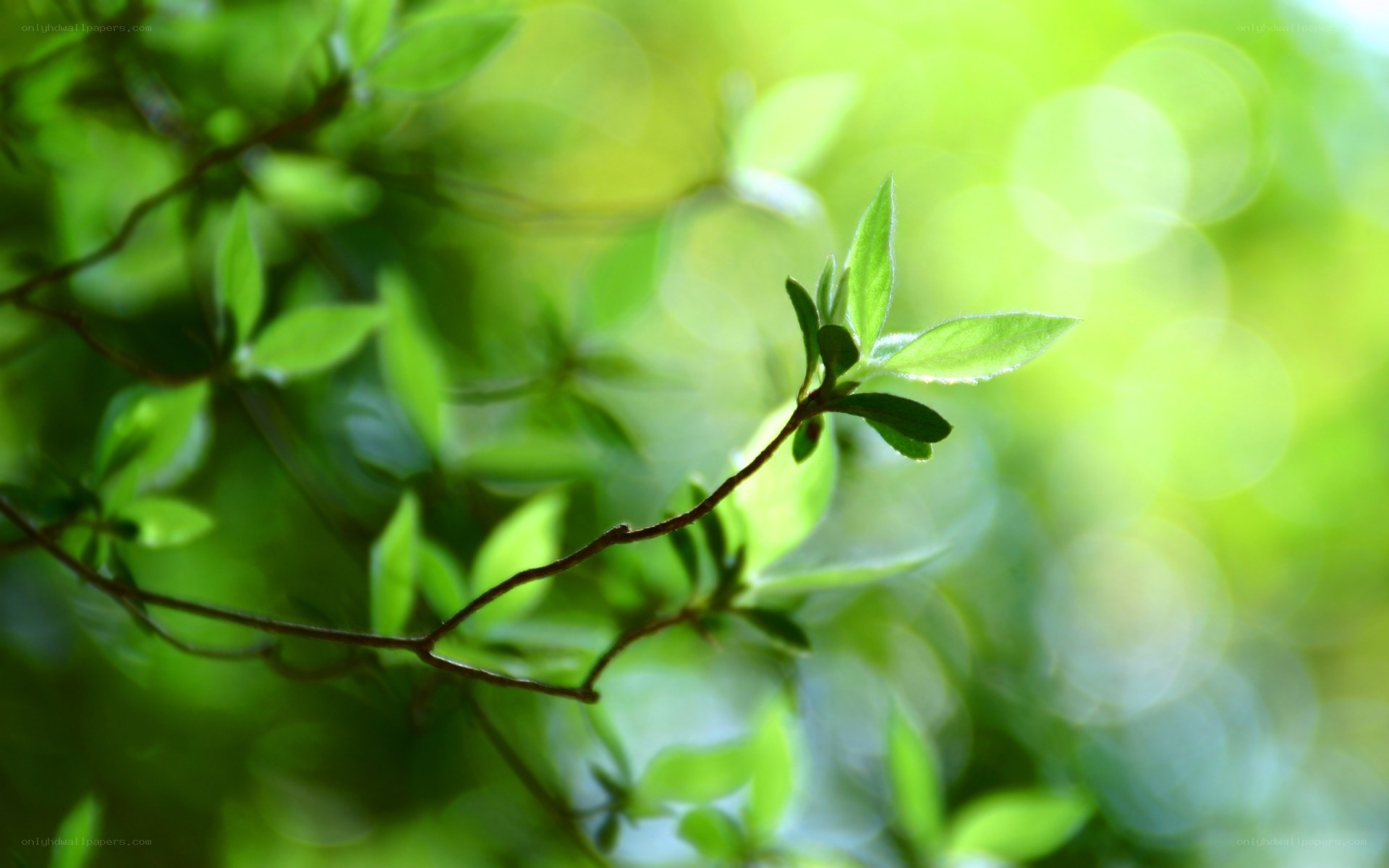 Sunlit green leaves in nature