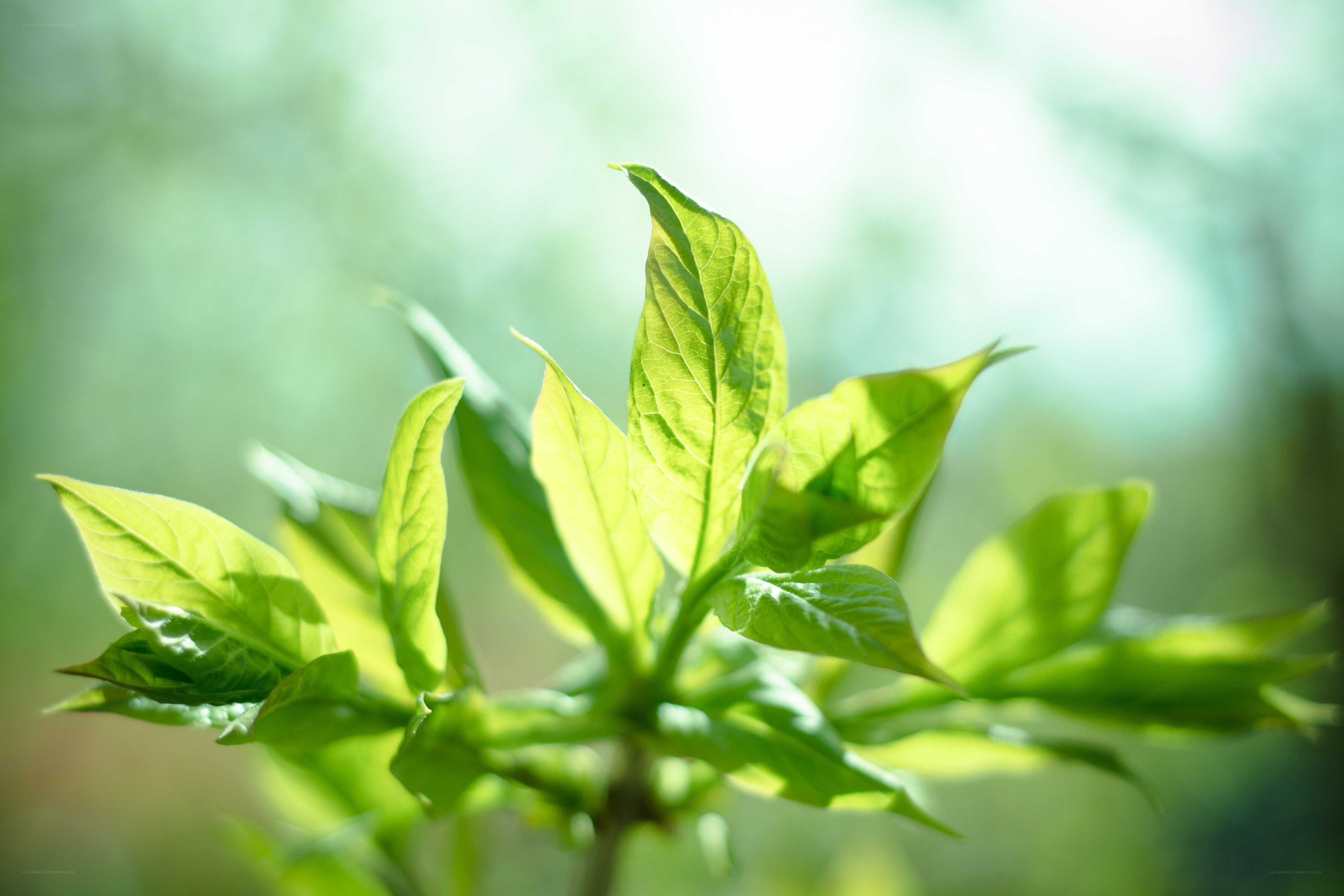 Sunlit green leaves in spring