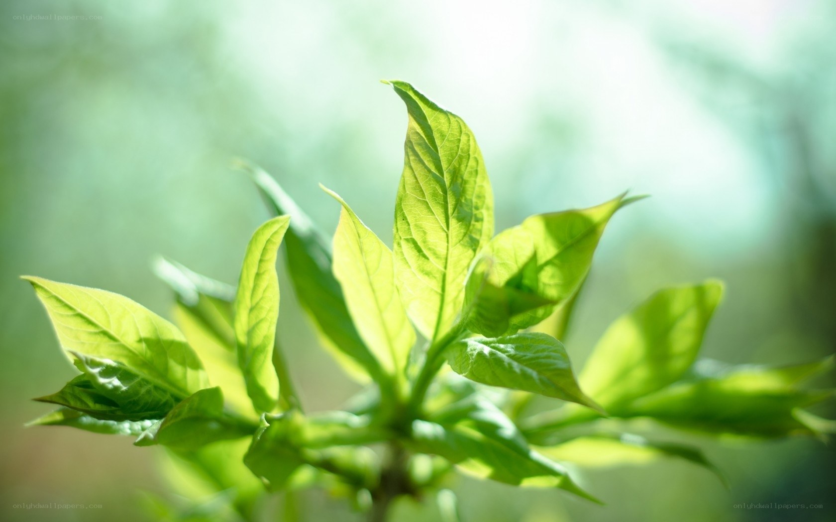 Sunlit green leaves in spring
