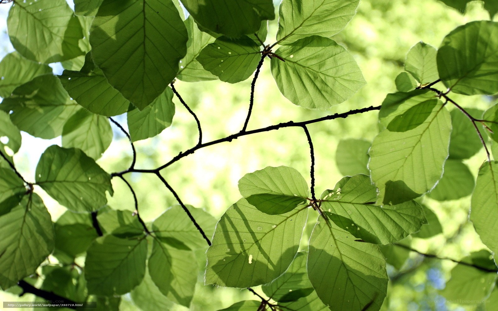 Sunlit green leaves on a branch