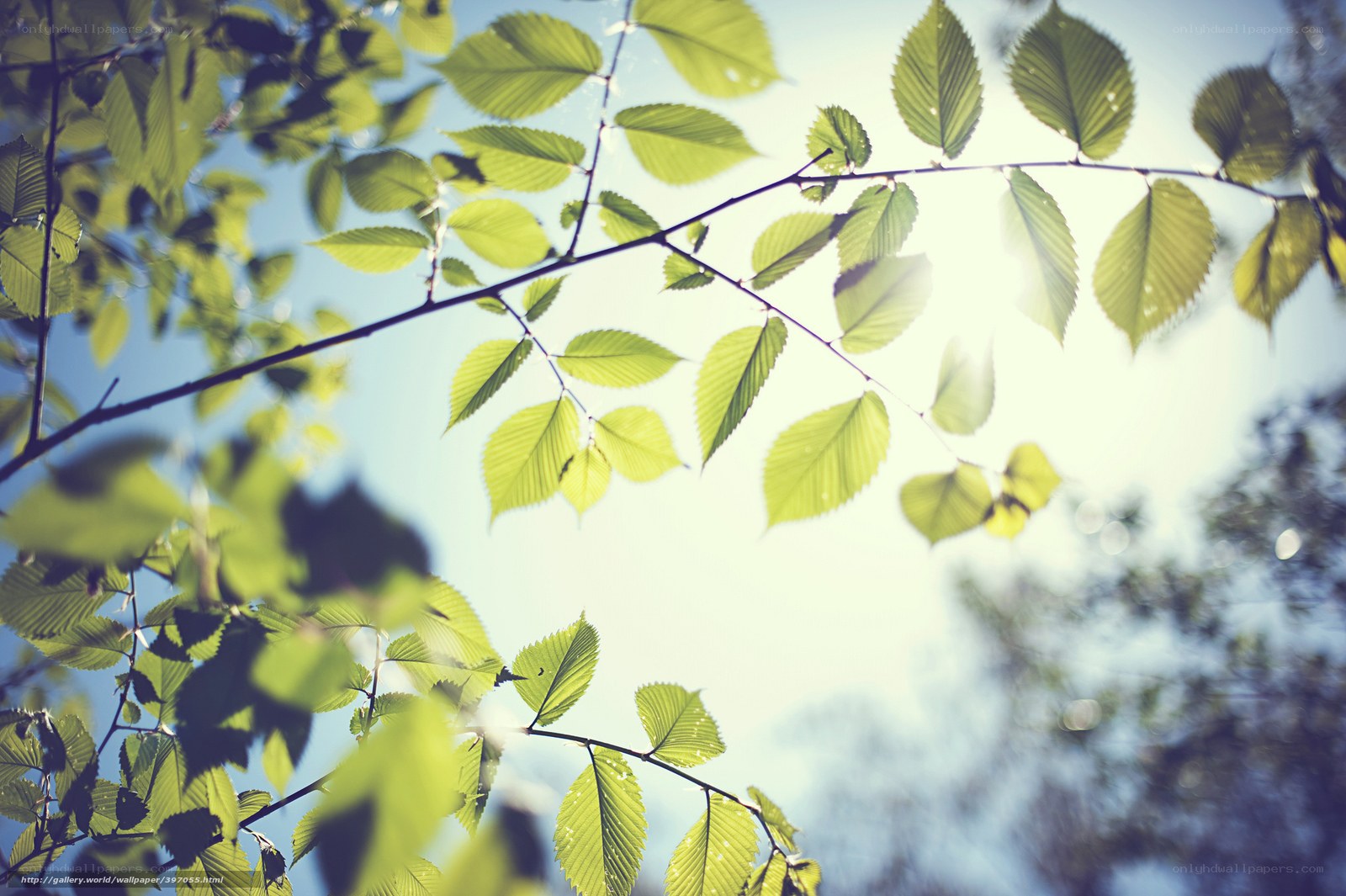 Sunlit green leaves on a branch