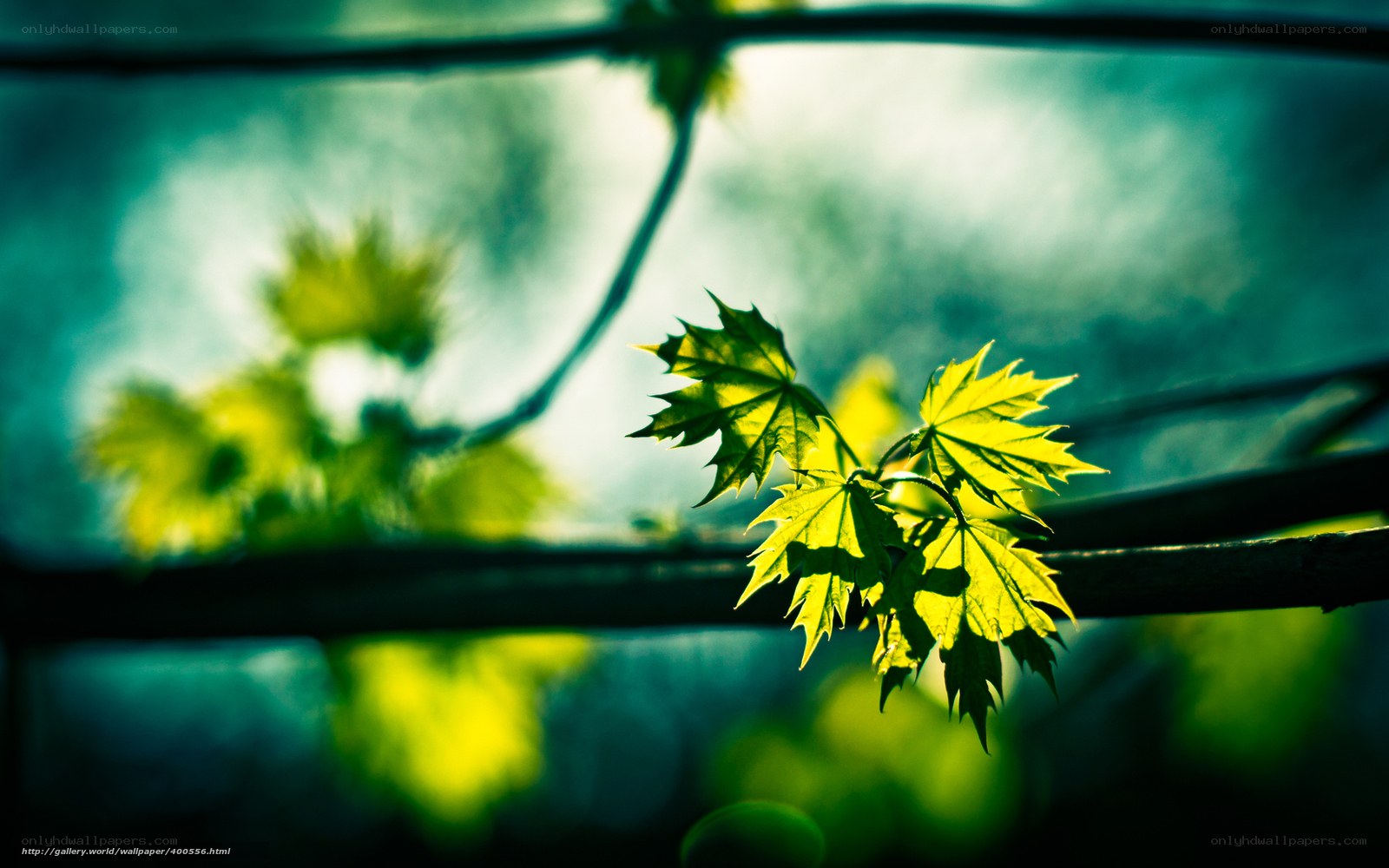 Sunlit green leaves on a branch