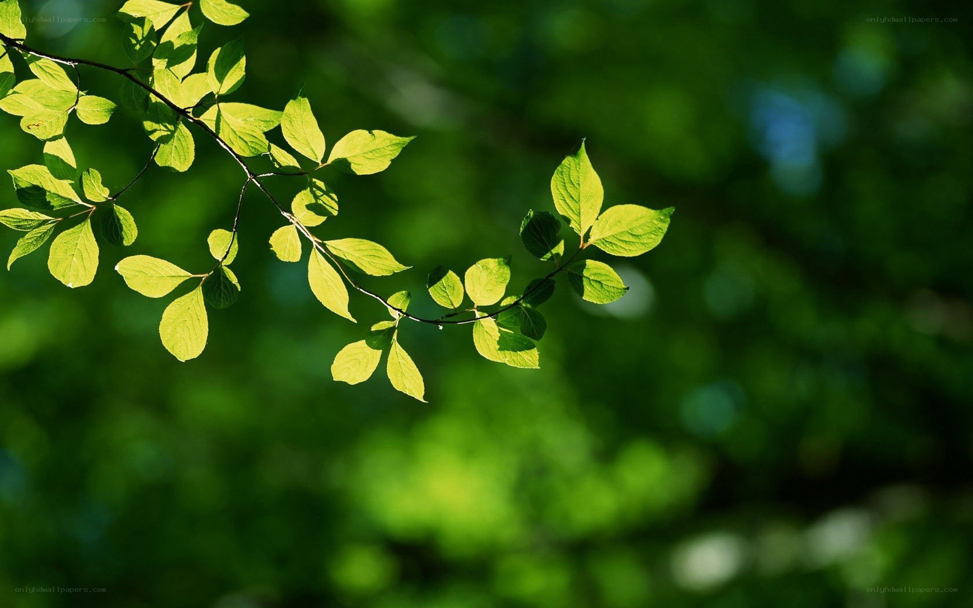 sunlit green leaves on a branch