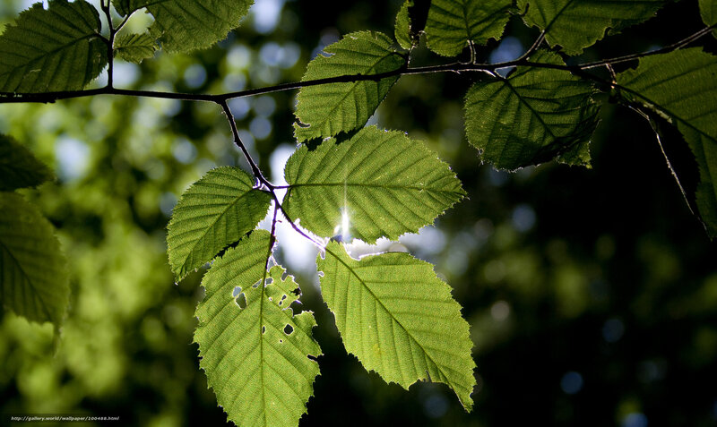 Sunlit green leaves on a branch