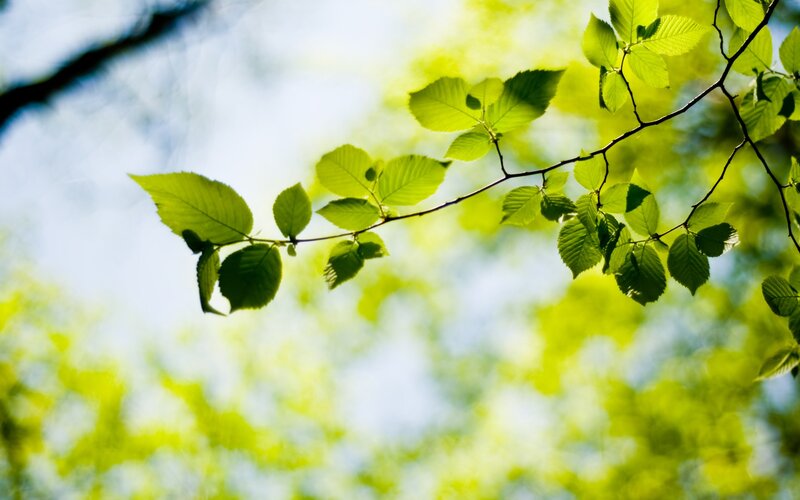Sunlit green leaves on a branch