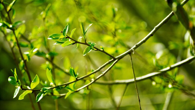 Sunlit green leaves on a branch