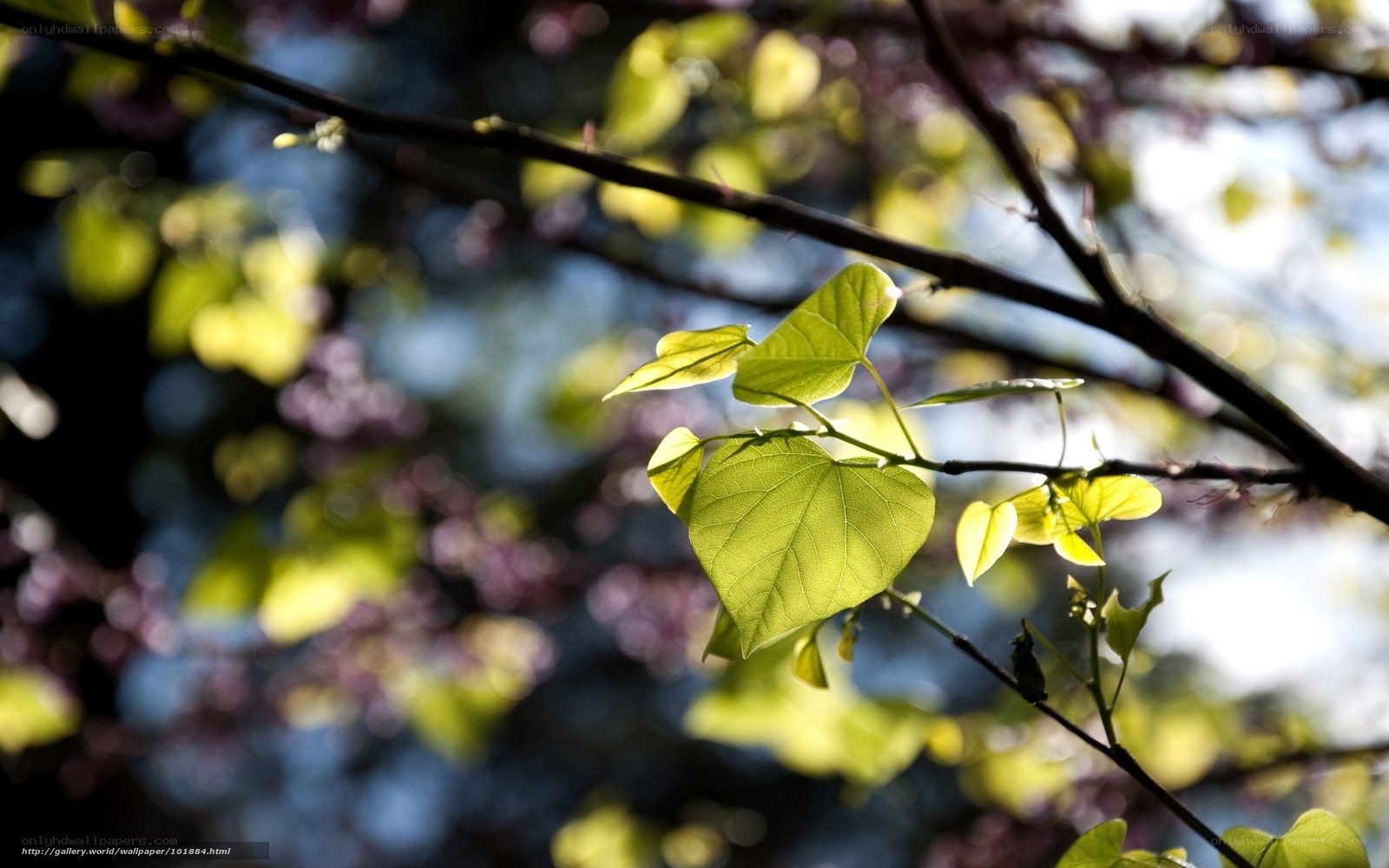 Sunlit green leaves on a branch