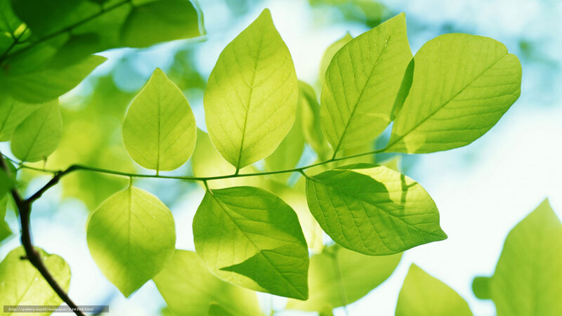 Sunlit green leaves on a branch