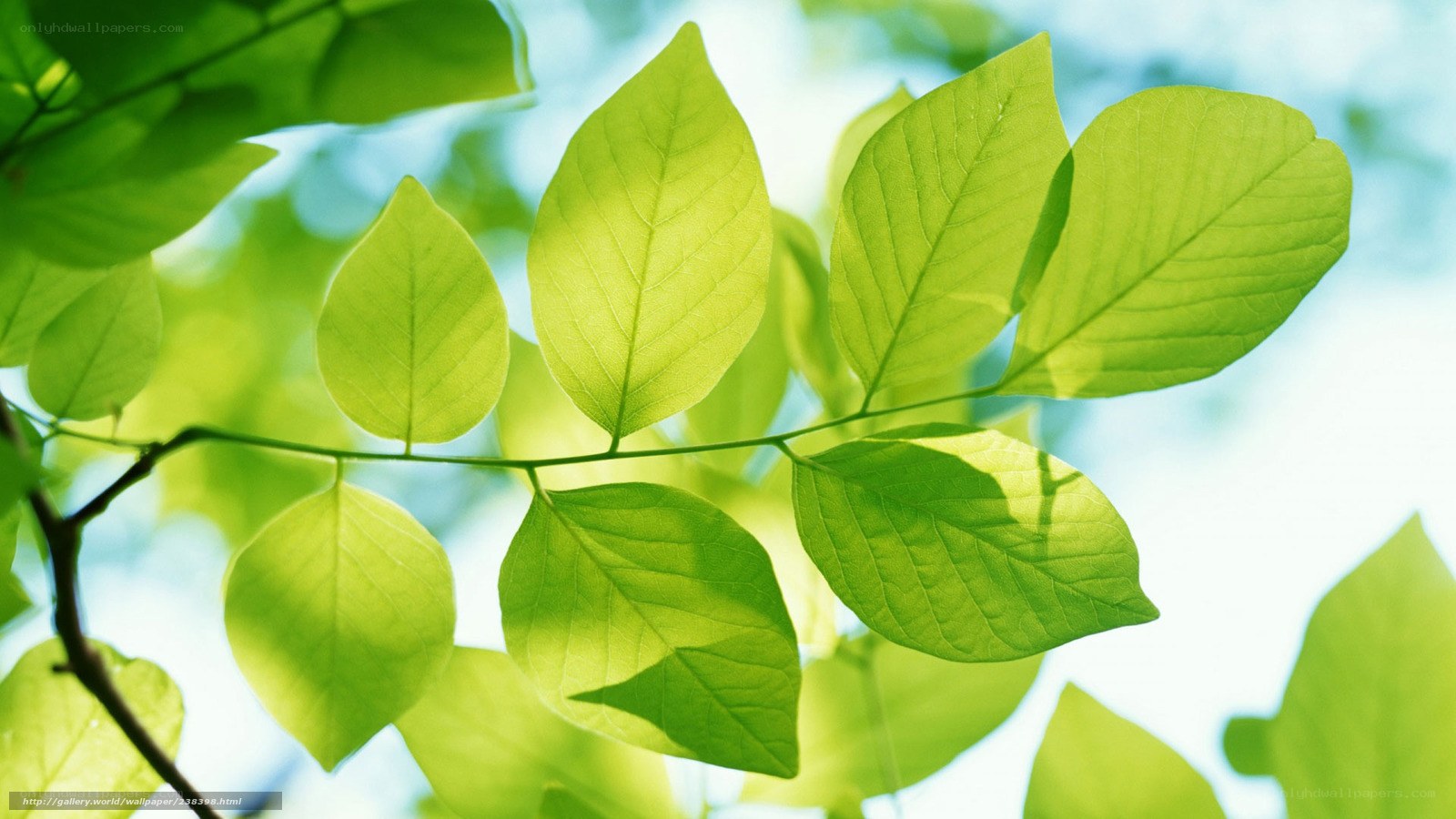 Sunlit green leaves on a branch