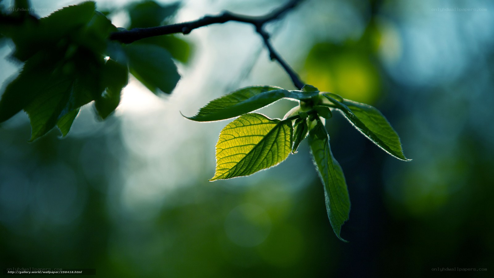 Sunlit green leaves on a branch