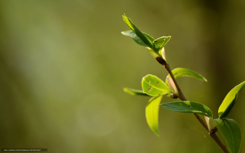Sunlit green leaves on a branch
