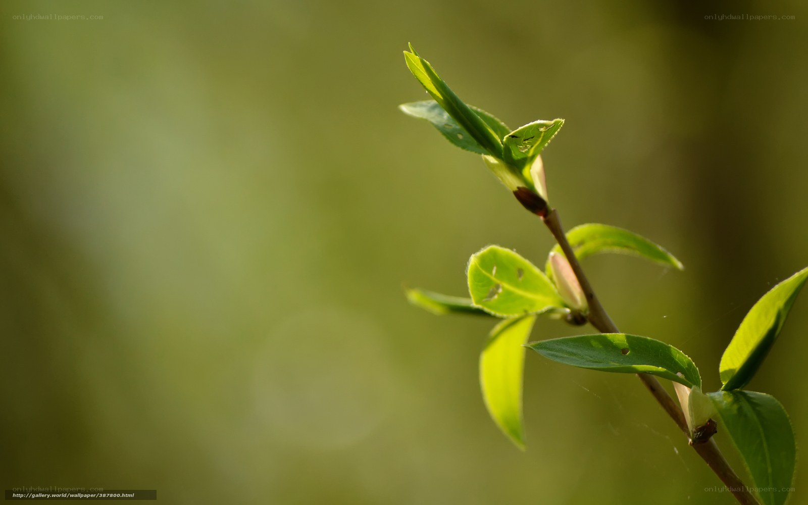 Sunlit green leaves on a branch