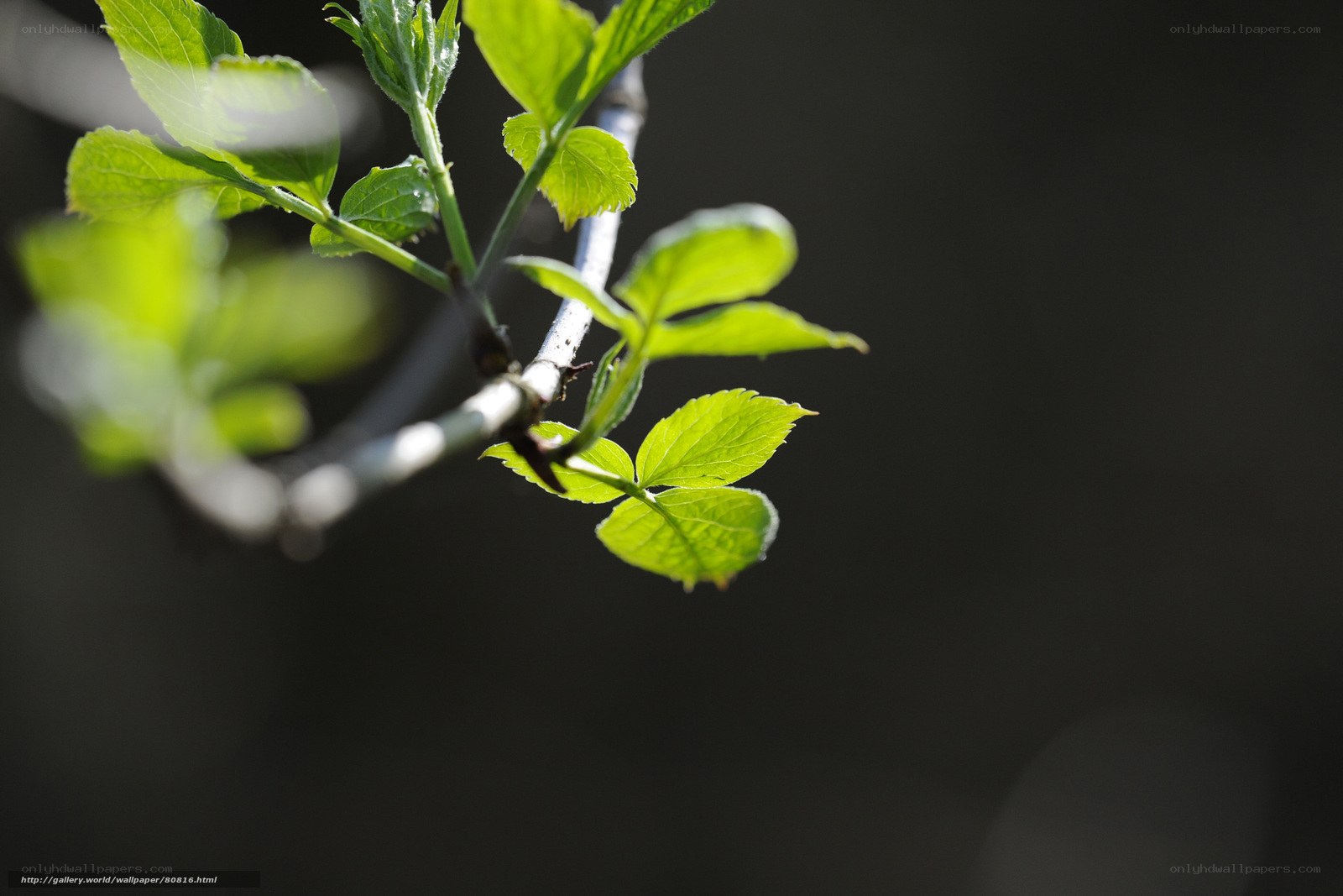 Sunlit green leaves on a branch