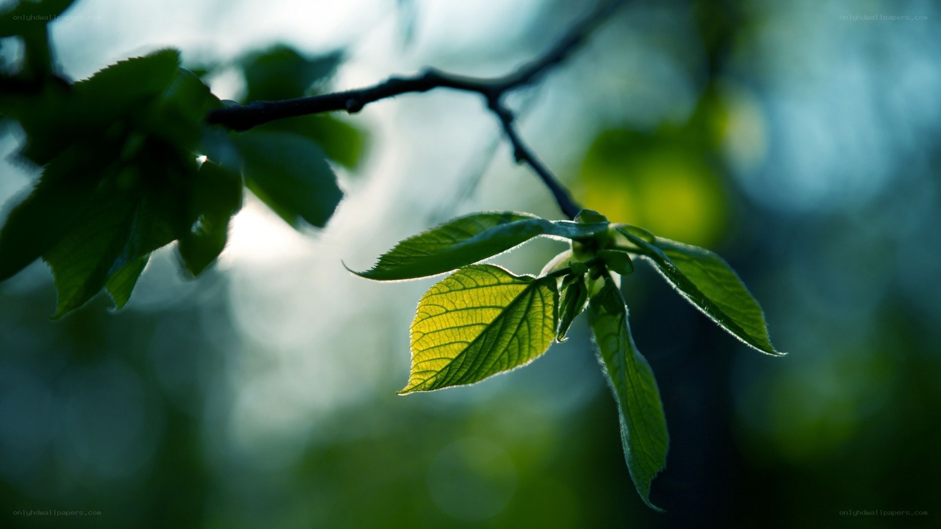 sunlit green leaves on branch