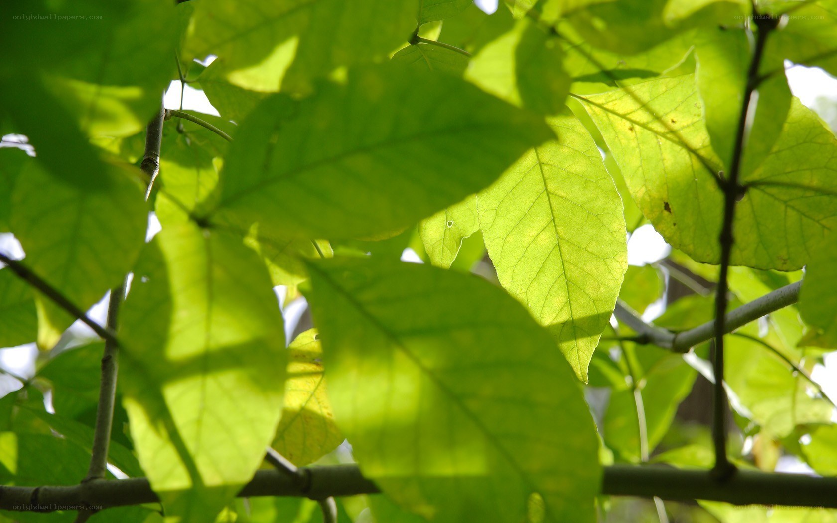Sunlit green leaves on branches