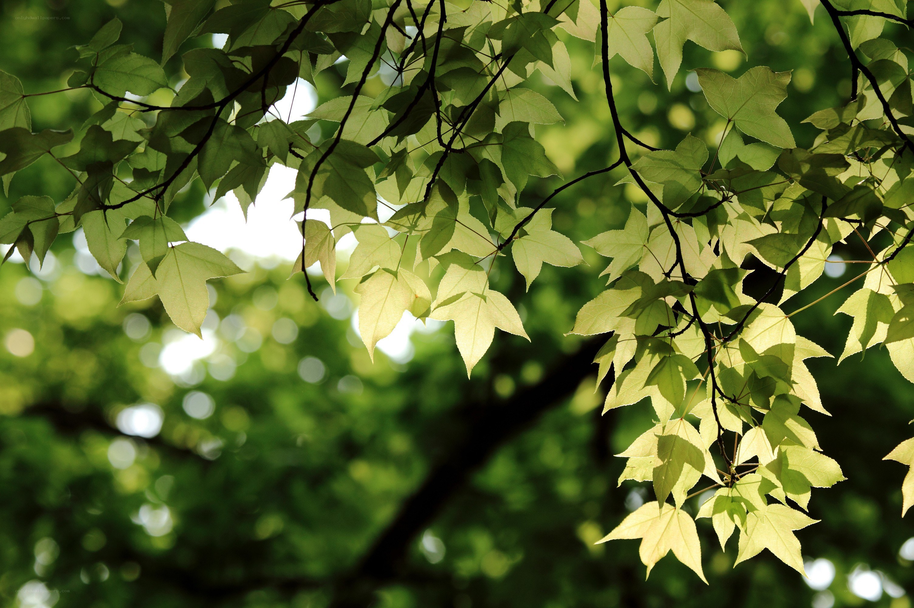 sunlit green leaves on branches