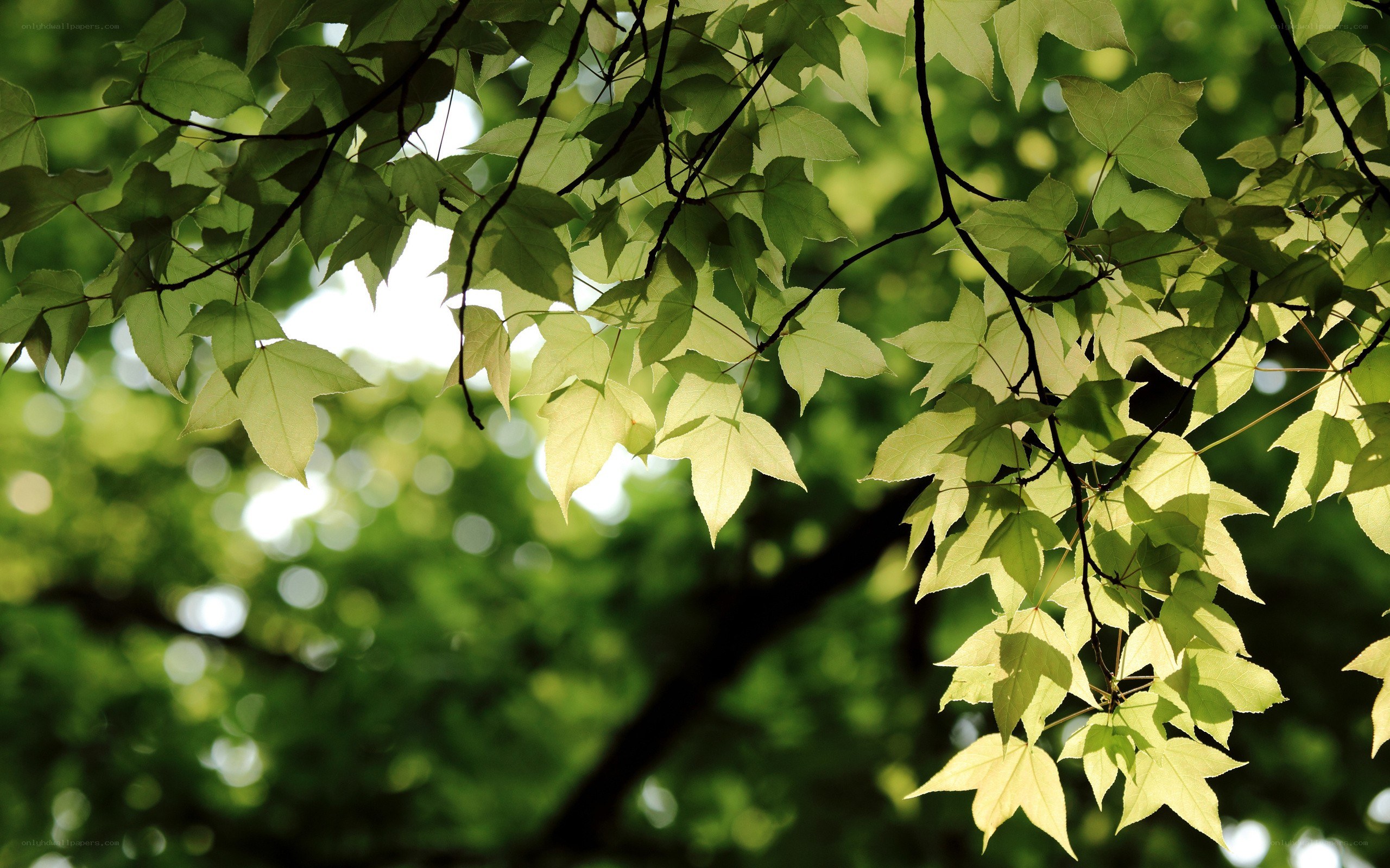 sunlit green leaves on branches