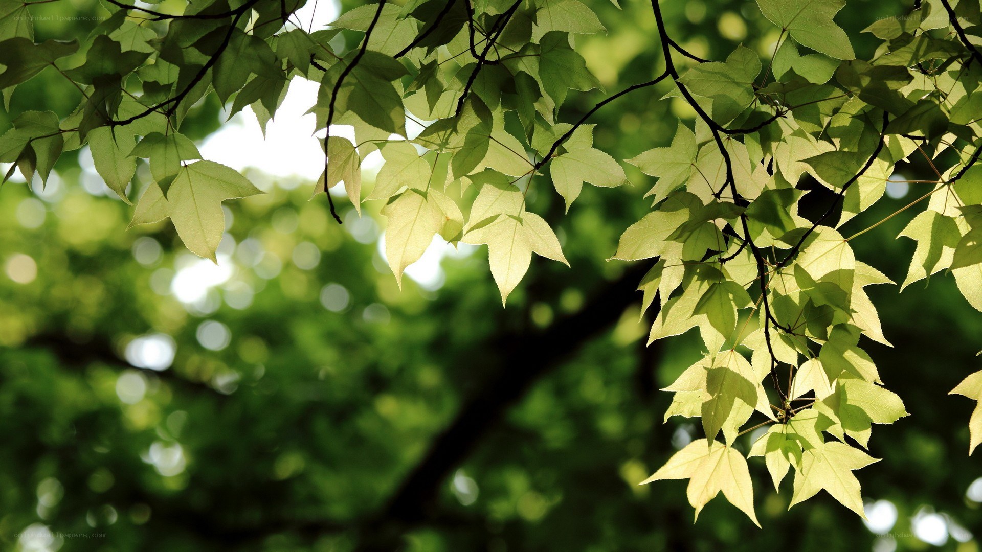 sunlit green leaves on branches