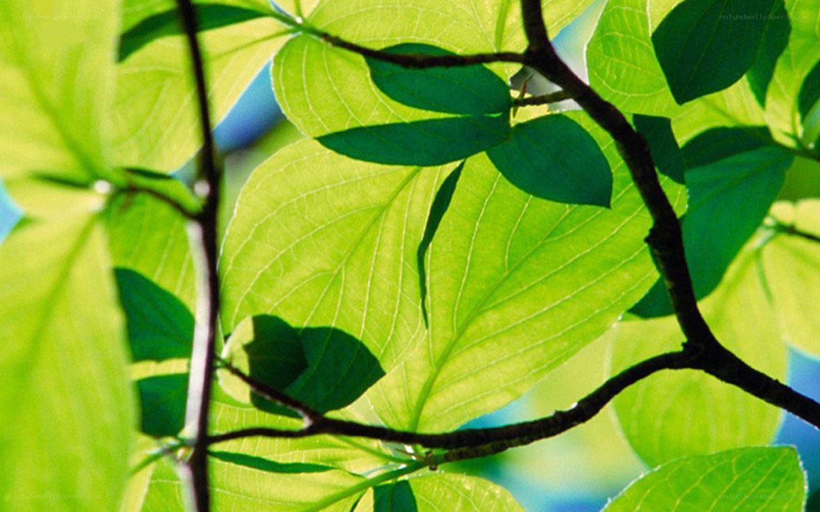sunlit green leaves on branches