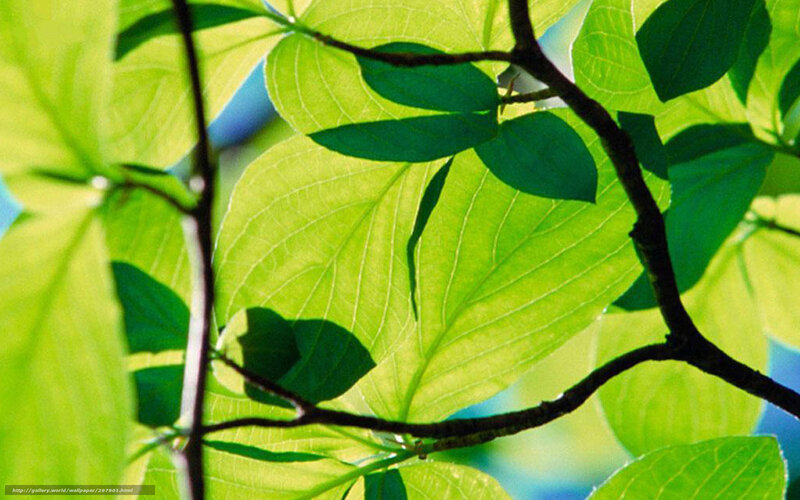 Sunlit green leaves on branches