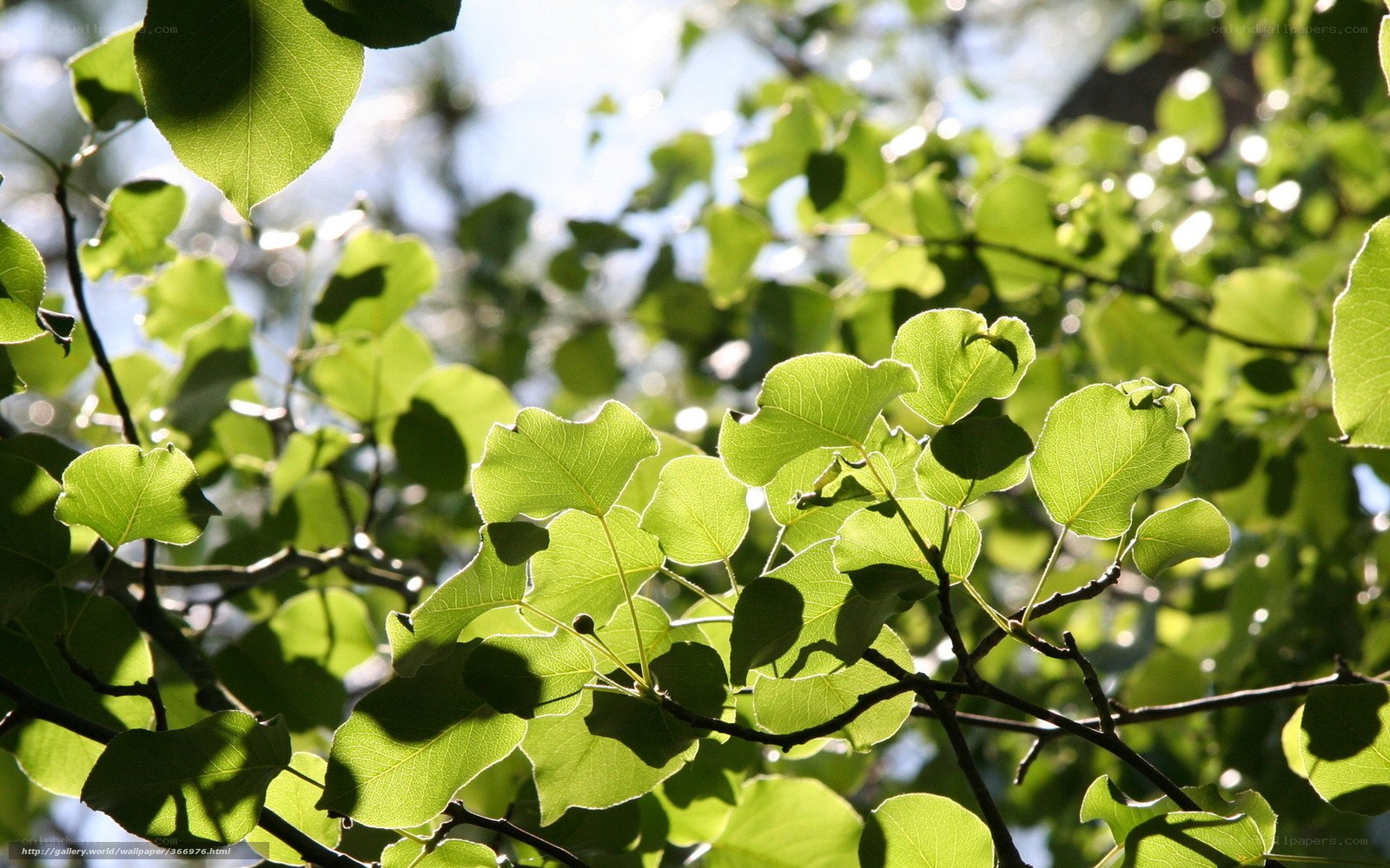 Sunlit green leaves on branches