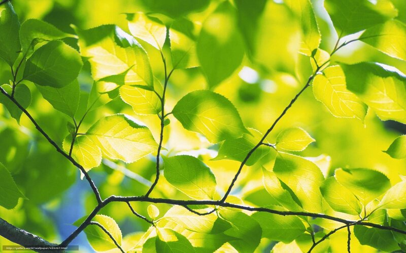 Sunlit green leaves on branches