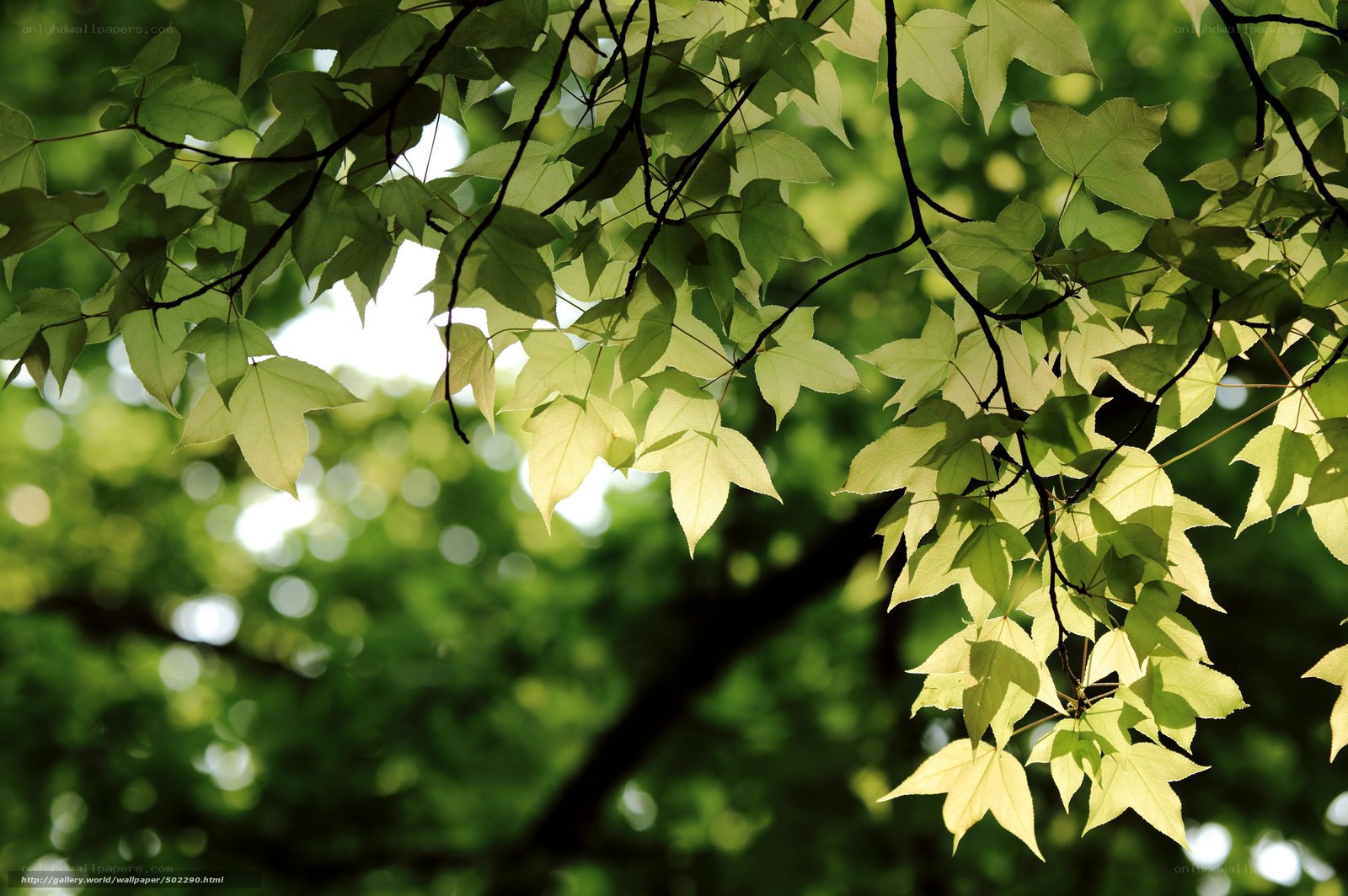 Sunlit green leaves on branches