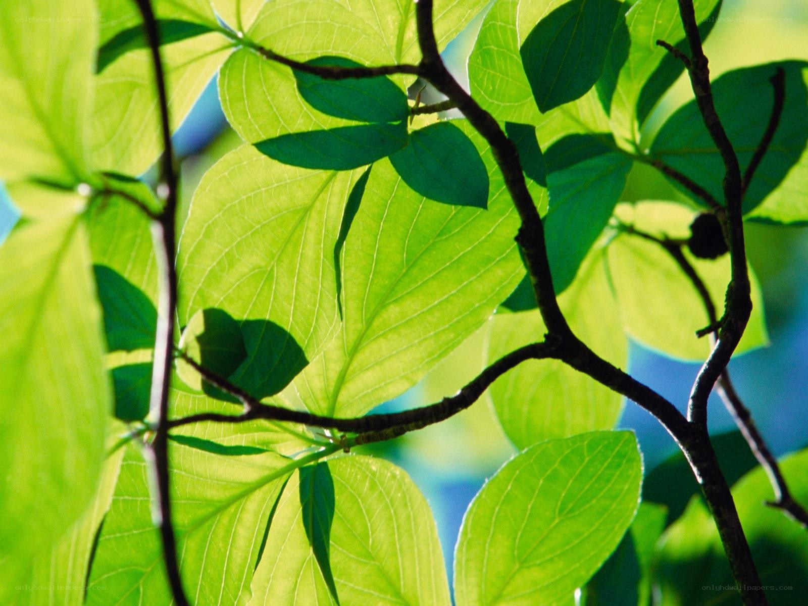 sunlit green leaves on branches