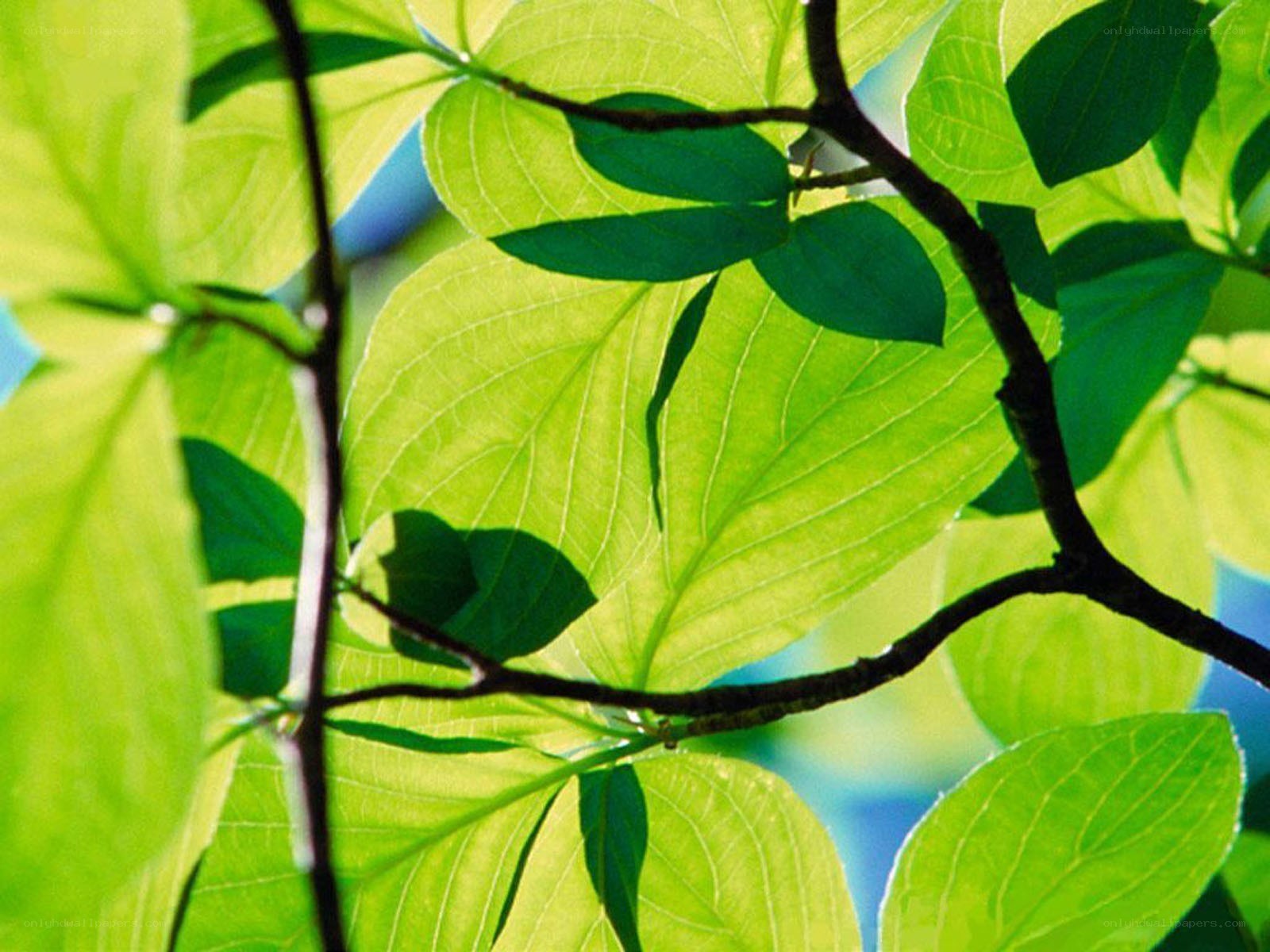 sunlit green leaves on branches