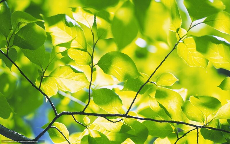 Sunlit green leaves on branches