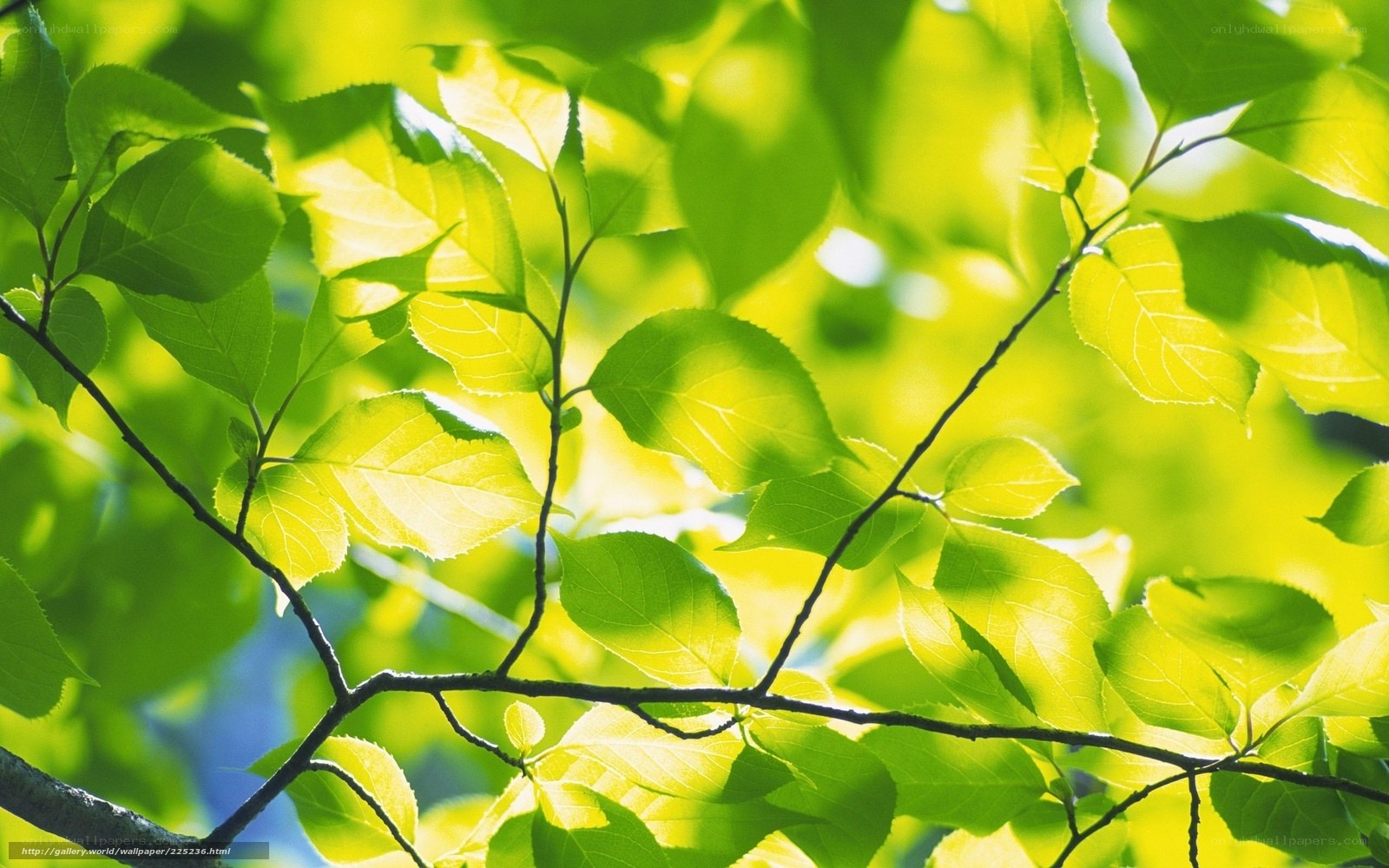 Sunlit green leaves on branches